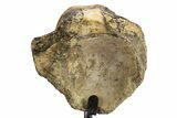 Fossil Mosasaur Vertebra w/ Metal Stand - Texas #316024-3
